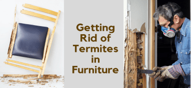 Getting Rid Of Termites In Furniture Effective Treatments Cbd