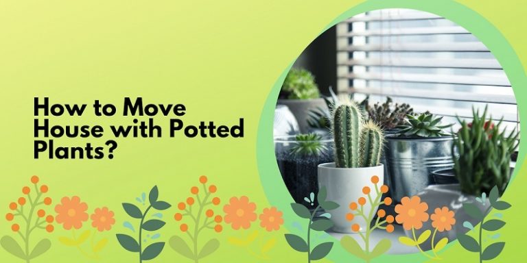 Can You Move Furniture In Before Certificate Of Occupancy How to Move House with Potted Plants - CBD Movers Adelaide