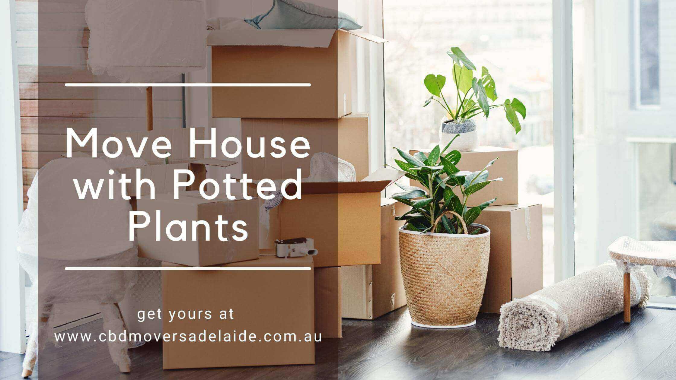 How to Move House with Potted Plants CBD Movers Adelaide