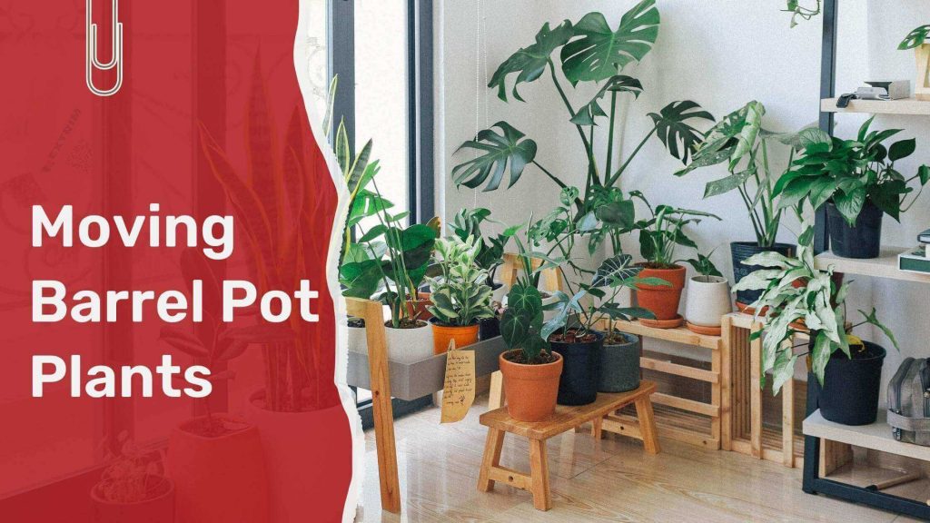 Moving Barrel Pot Plants