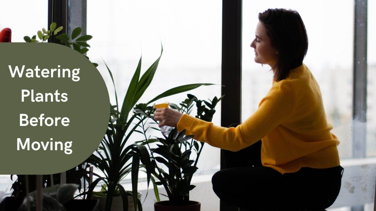 How to Move House with Potted Plants CBD Movers Adelaide