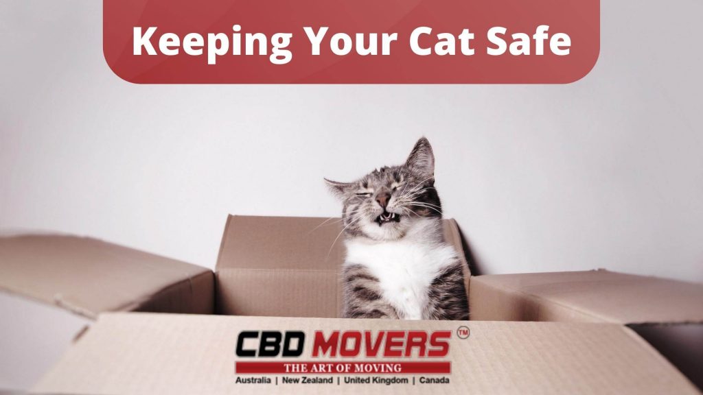 Keeping your cat safe
