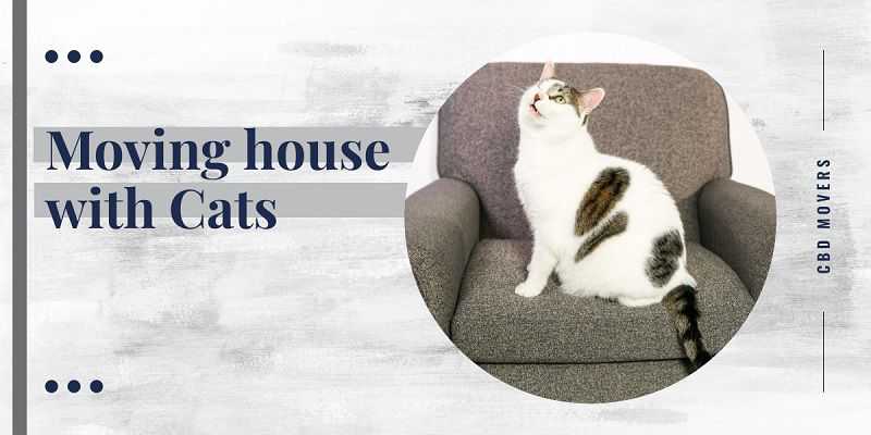 https://www.cbdmoversadelaide.com.au/wp-content/uploads/2018/11/moving-house-with-cats-1.jpg